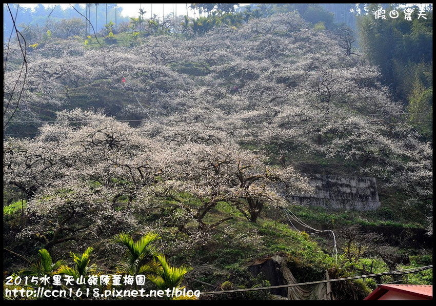 2015水里天山嶺陳董梅園DSC_9474 2015水里天山嶺陳董梅園DSC_9474