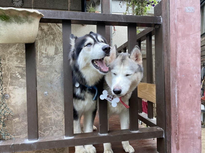 IMG_9535 - 複製.JPG