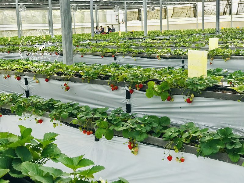 【春採莓夏賞荷】林家古厝 DIY、抓週、窯燒、找樂子;草菓農場採無農藥溫室草莓,親子一同放電去! @魚兒 x 牽手明太子的「視」界旅行