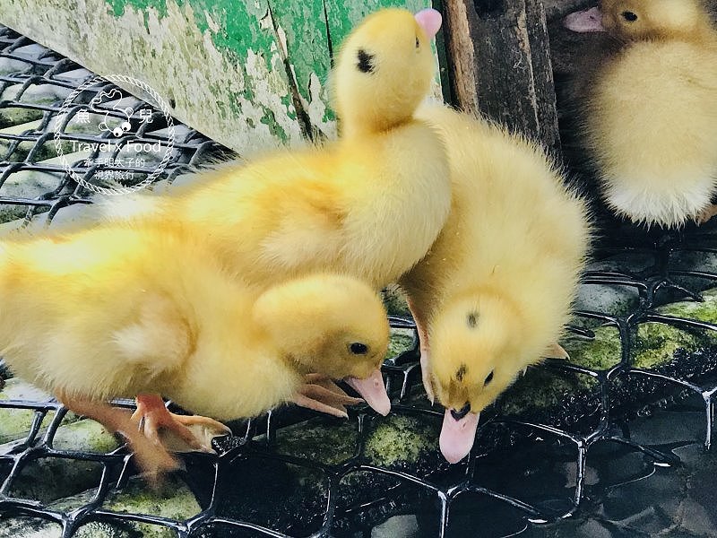 【春採莓夏賞荷】林家古厝 DIY、抓週、窯燒、找樂子;草菓農場採無農藥溫室草莓,親子一同放電去! @魚兒 x 牽手明太子的「視」界旅行