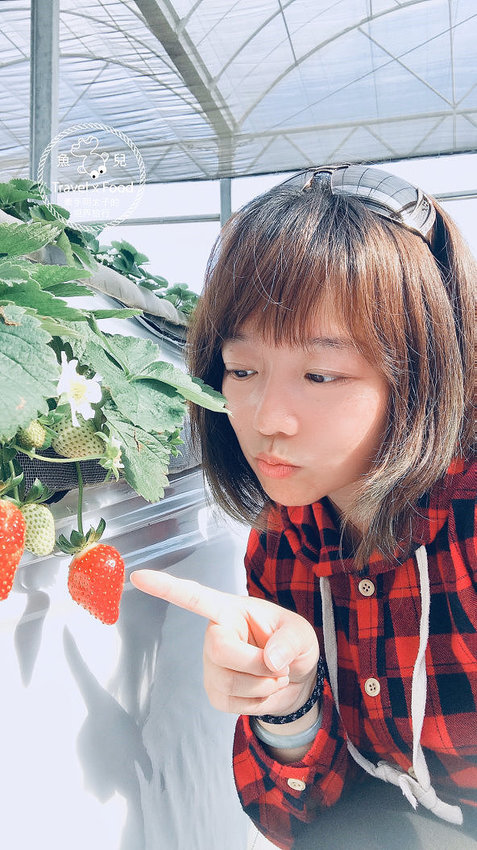【春採莓夏賞荷】林家古厝 DIY、抓週、窯燒、找樂子;草菓農場採無農藥溫室草莓,親子一同放電去! @魚兒 x 牽手明太子的「視」界旅行