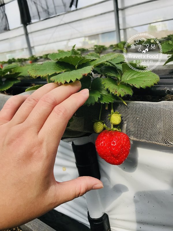 【春採莓夏賞荷】林家古厝 DIY、抓週、窯燒、找樂子;草菓農場採無農藥溫室草莓,親子一同放電去! @魚兒 x 牽手明太子的「視」界旅行