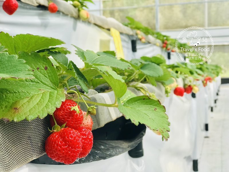 【春採莓夏賞荷】林家古厝 DIY、抓週、窯燒、找樂子;草菓農場採無農藥溫室草莓,親子一同放電去! @魚兒 x 牽手明太子的「視」界旅行