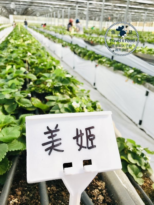 【春採莓夏賞荷】林家古厝 DIY、抓週、窯燒、找樂子;草菓農場採無農藥溫室草莓,親子一同放電去! @魚兒 x 牽手明太子的「視」界旅行