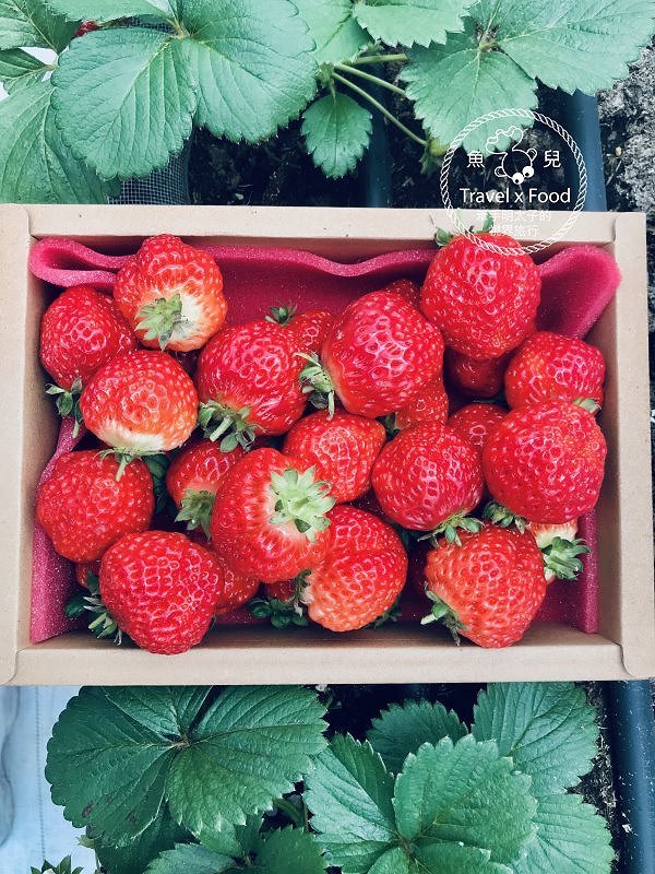 【春採莓夏賞荷】林家古厝 DIY、抓週、窯燒、找樂子;草菓農場採無農藥溫室草莓,親子一同放電去! @魚兒 x 牽手明太子的「視」界旅行