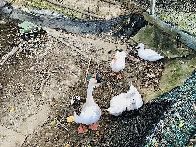 【春採莓夏賞荷】林家古厝 DIY、抓週、窯燒、找樂子;草菓農場採無農藥溫室草莓,親子一同放電去! @魚兒 x 牽手明太子的「視」界旅行