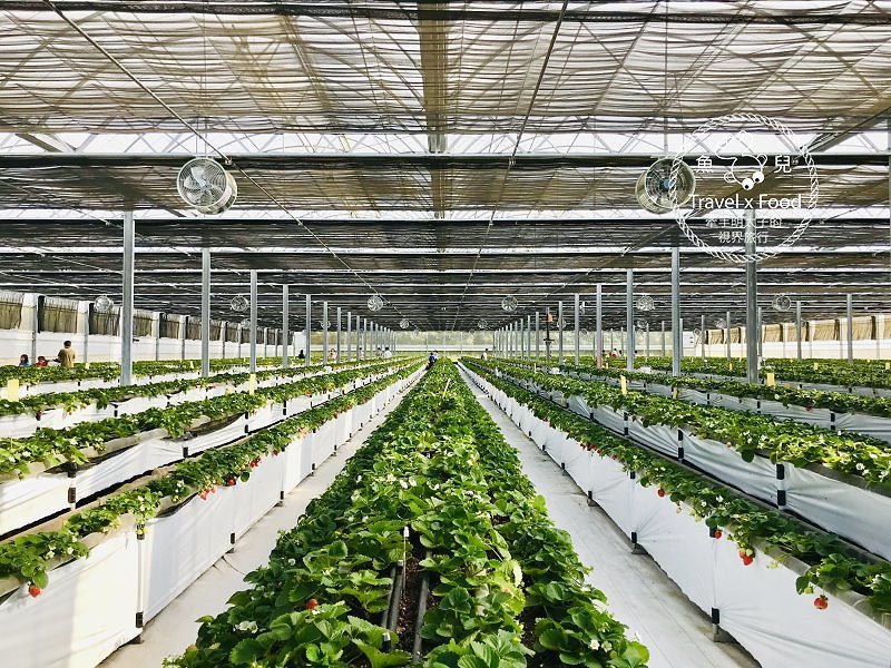 【春採莓夏賞荷】林家古厝 DIY、抓週、窯燒、找樂子;草菓農場採無農藥溫室草莓,親子一同放電去! @魚兒 x 牽手明太子的「視」界旅行
