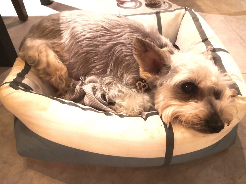 【台北美食】文山區美式餐廳｜文山區美式早午餐｜PATIO 46沛緹歐美式餐廳～萬芳醫院美式餐廳，復古美式風格營造輕鬆氛圍