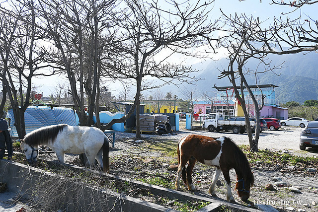 花蓮Pony Cafe｜通往天空的階梯｜海平線的美｜餵食各種小動物｜好玩、好拍的花蓮景點｜附菜單