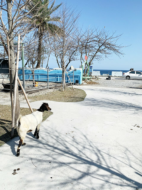 花蓮Pony Cafe｜通往天空的階梯｜海平線的美｜餵食各種小動物｜好玩、好拍的花蓮景點｜附菜單