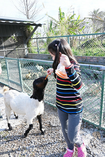 花蓮Pony Cafe｜通往天空的階梯｜海平線的美｜餵食各種小動物｜好玩、好拍的花蓮景點｜附菜單