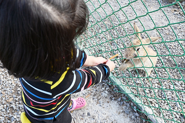 花蓮Pony Cafe｜通往天空的階梯｜海平線的美｜餵食各種小動物｜好玩、好拍的花蓮景點｜附菜單