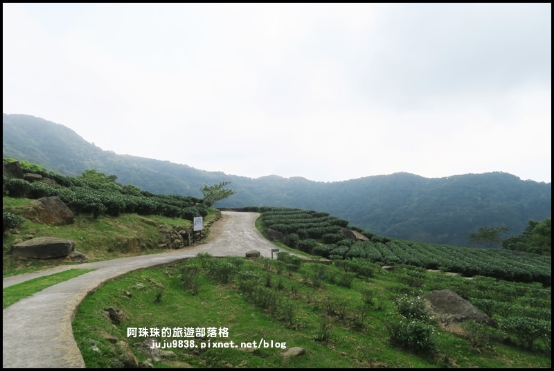 熊空茶園62.JPG