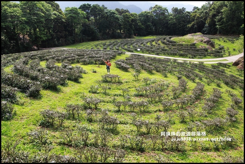 熊空茶園38.JPG