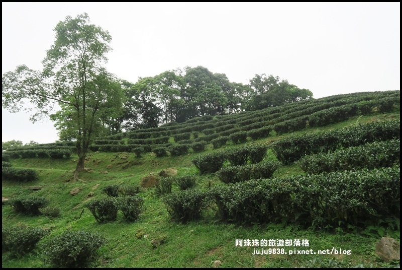 熊空茶園50.JPG