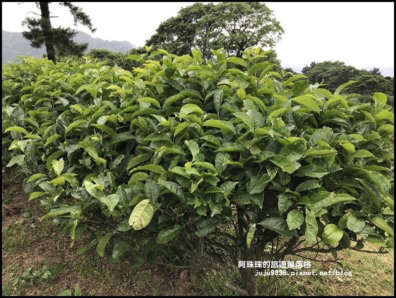 熊空茶園77.JPG