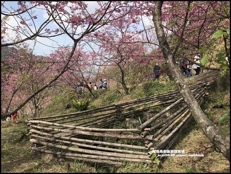 大熊櫻花園25.JPG
