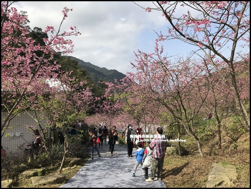 大熊櫻花園39.JPG