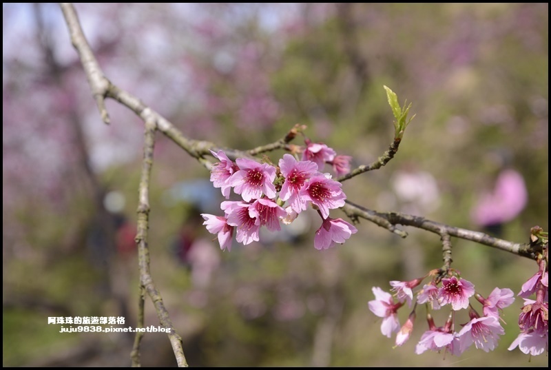 大熊櫻花園4.JPG