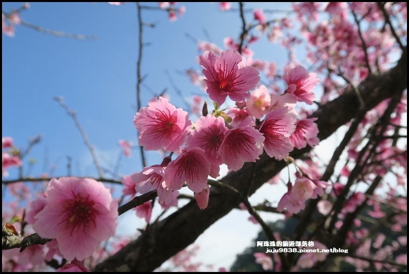 大熊櫻花園13.JPG