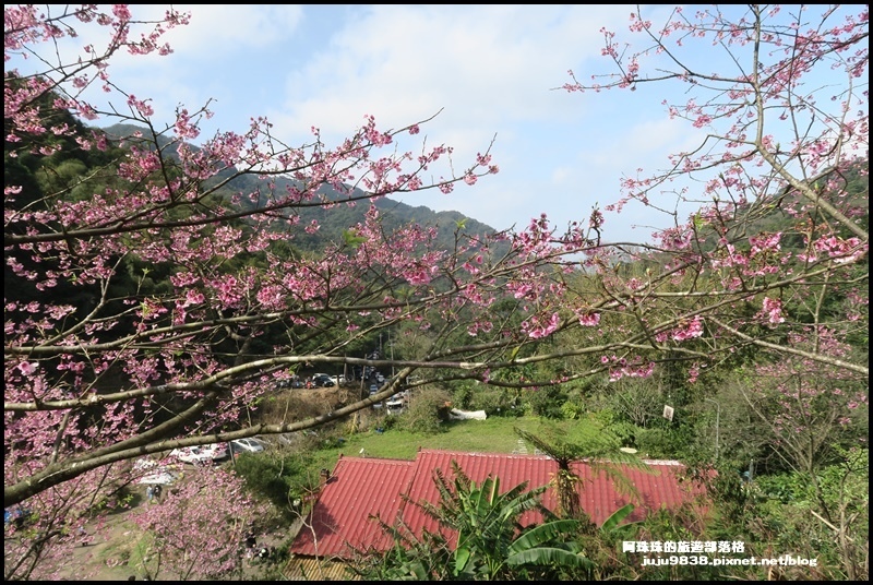 大熊櫻花園11.JPG