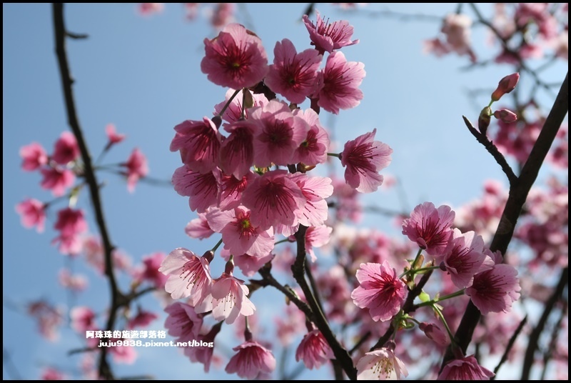 大熊櫻花園14.JPG