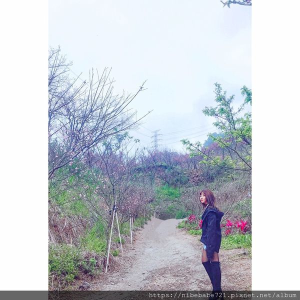 20200212大熊櫻花林_200212_0003.jpg 20200212大熊櫻花林_200212_0003.jpg