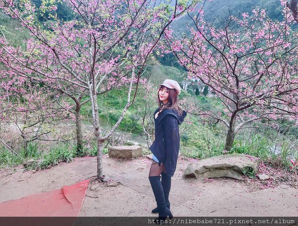20200212大熊櫻花林_200212_0002.jpg 20200212大熊櫻花林_200212_0002.jpg