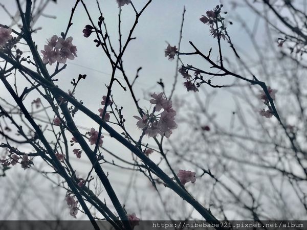 20200212大熊櫻花林_200212_0008.jpg 20200212大熊櫻花林_200212_0008.jpg