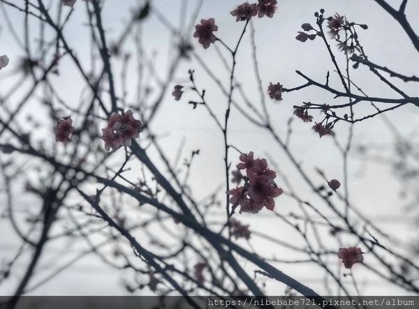 20200212大熊櫻花林_200212_0005.jpg 20200212大熊櫻花林_200212_0005.jpg