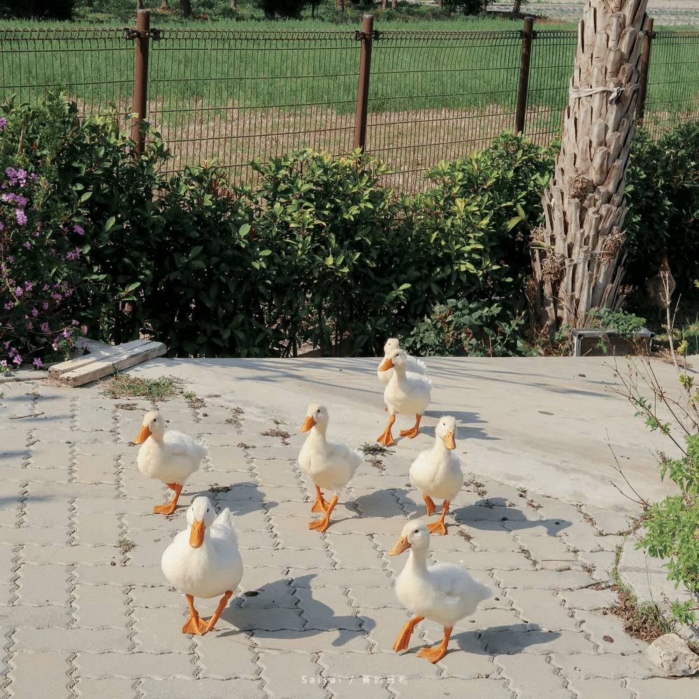 彰化美食餐廳 鹿米葉庭園餐廳Maison de Monica  賽的日札 賽在彰化 法式餐廳-46-min.png