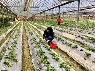 【苗栗勝興採草莓】泉宏草莓園｜草莓季來了，不用到大湖人擠人，勝興車站也有草莓園。