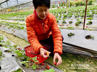 【苗栗勝興採草莓】泉宏草莓園|草莓季來了,不用到大湖人擠人,勝興車站也有草莓園。