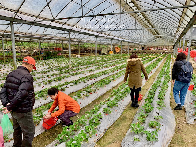 【苗栗勝興採草莓】泉宏草莓園|草莓季來了,不用到大湖人擠人,勝興車站也有草莓園。