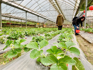 【苗栗勝興採草莓】泉宏草莓園｜草莓季來了，不用到大湖人擠人，勝興車站也有草莓園。