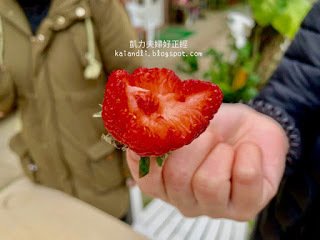 【苗栗勝興採草莓】泉宏草莓園|草莓季來了,不用到大湖人擠人,勝興車站也有草莓園。
