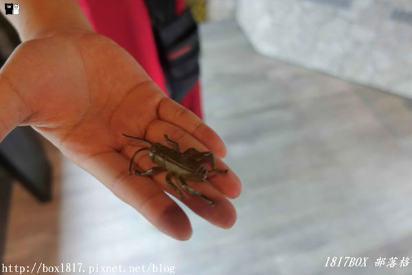 【宜蘭。礁溪】礁溪必玩第一站。宜蘭忍者村。日本戰國時代的特種部隊。體驗忍者「武器」與「技能」為主的場館