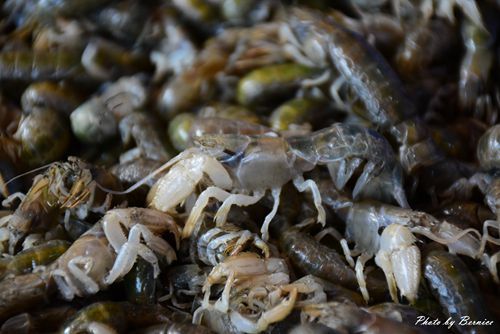 1030 2-八卦琮03.jpg