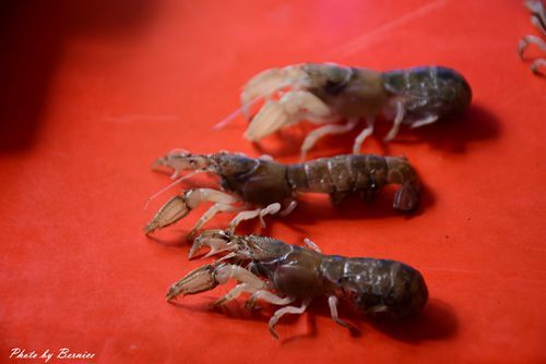 1030 2-八卦琮04.jpg