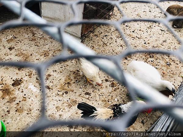 200626崇德瑩農場_201018_24.jpg