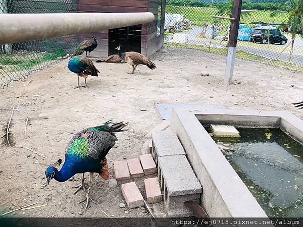 200626崇德瑩農場_201018_23.jpg