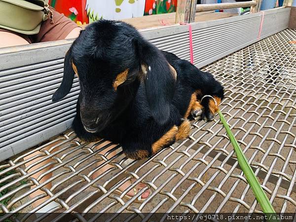 200626崇德瑩農場_201018_7.jpg