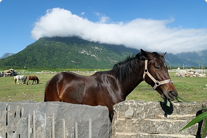 花蓮景點⎪崇德瑩農場。絕美海洋泡泡屋、超大草原放牧餵動物,環湖露營,超棒的免費景點! @捲捲頭 Wonderful 品味。生活