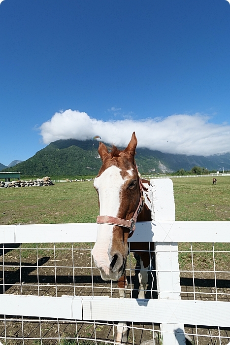 花蓮景點⎪崇德瑩農場。絕美海洋泡泡屋、超大草原放牧餵動物,環湖露營,超棒的免費景點! @捲捲頭 Wonderful 品味。生活