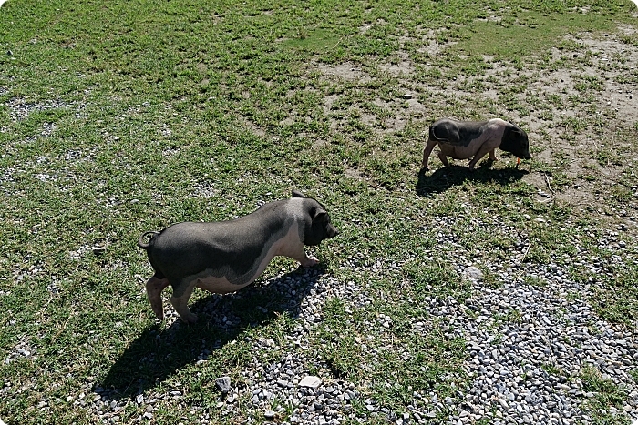 花蓮景點⎪崇德瑩農場。絕美海洋泡泡屋、超大草原放牧餵動物,環湖露營,超棒的免費景點! @捲捲頭 Wonderful 品味。生活