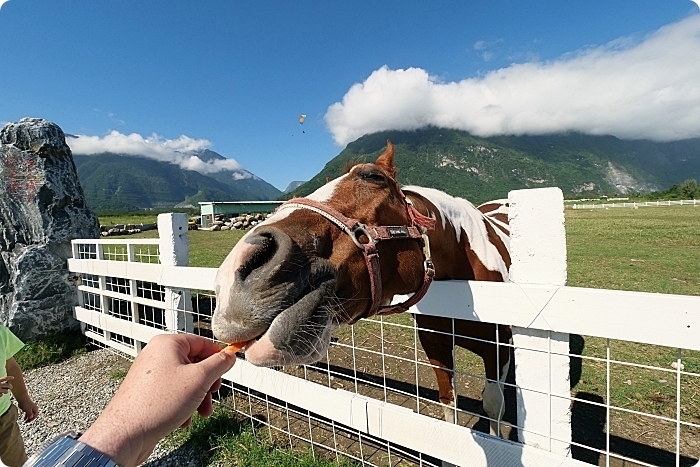 花蓮景點⎪崇德瑩農場。絕美海洋泡泡屋、超大草原放牧餵動物,環湖露營,超棒的免費景點! @捲捲頭 Wonderful 品味。生活
