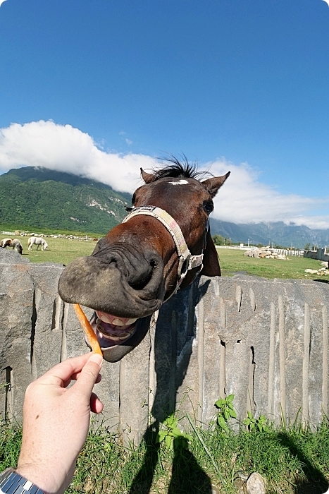 花蓮景點⎪崇德瑩農場。絕美海洋泡泡屋、超大草原放牧餵動物,環湖露營,超棒的免費景點! @捲捲頭 Wonderful 品味。生活