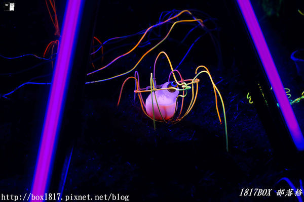 【台南。鹽水】月之美術館。2019 秋季展 - 月光之城。夜拍分享版。必拍一銀巷 (成長是一棵流光樹)