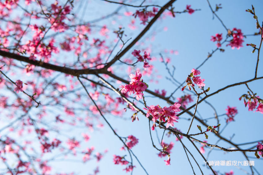 桃園旅遊景點推薦翠墨莊園！粉嫩櫻花林步道浪漫登場，期間限定和服體驗！入園還可以抽iPhone11