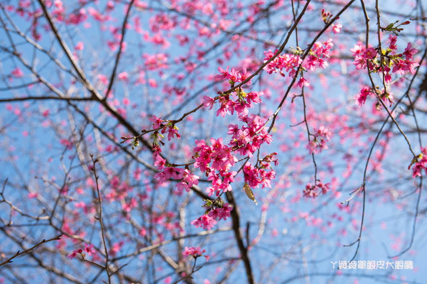 桃園旅遊景點推薦翠墨莊園！粉嫩櫻花林步道浪漫登場，期間限定和服體驗！入園還可以抽iPhone11